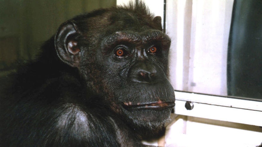 Research Monkey